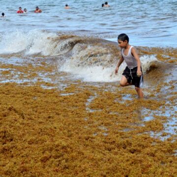 2019-01-14_09-01-36___3997 Alertan que sargazo volverá a llegar de forma masiva al Caribe mexicano