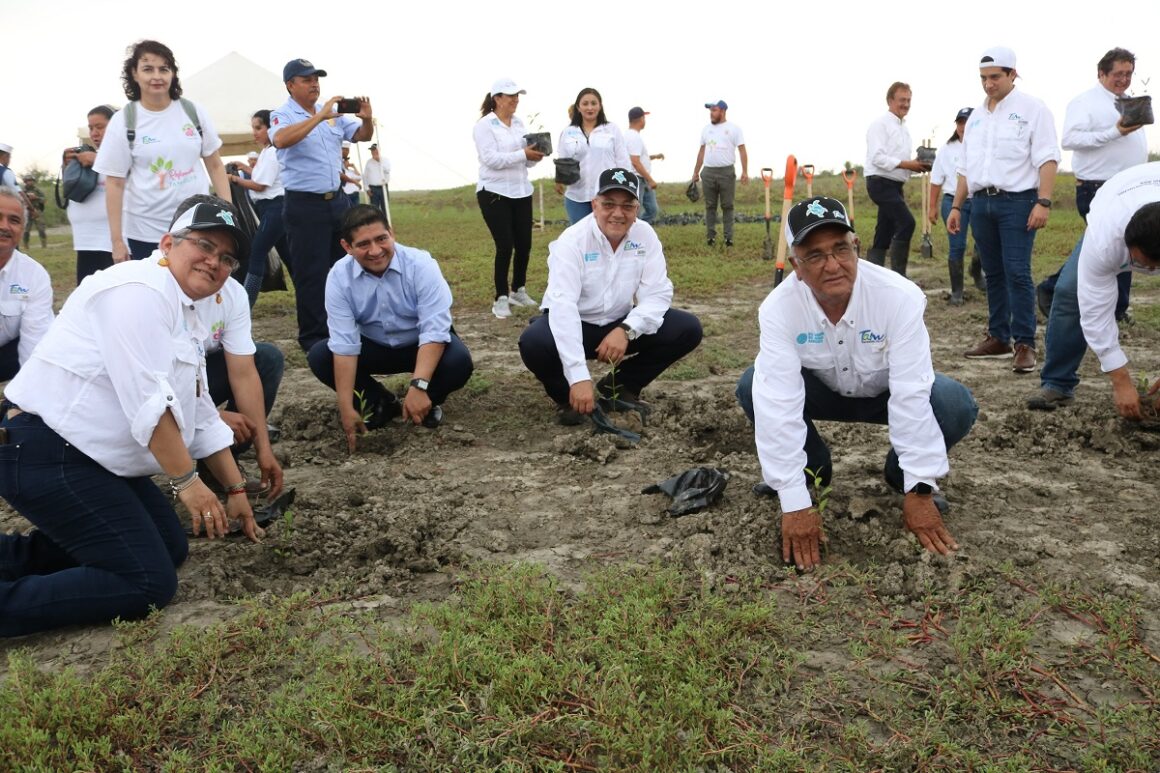 TAMAULIPAS REFORESTA MANGLAR PARA COMBATIR EL CAMBIO CLIMÁTICO GLOBAL