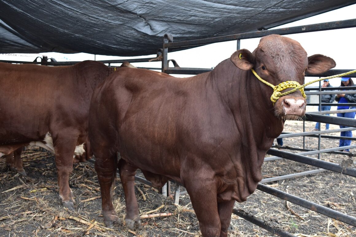 Con la entrega de casi 5 mil sementales de alta genética se fortalece el inventario ganadero
