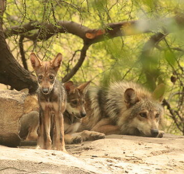 Nacen 6 crías de lobo gris mexicano en zoológico Tamatán.
