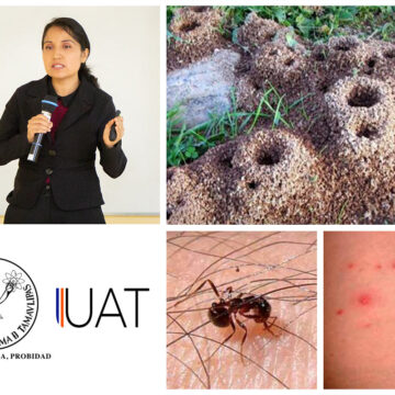 Dra__madai_30_06 Monitorean hormiga roja de fuego en Tamaulipas