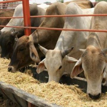 Aporta UAT estudios de plantas forrajeras para la nutrición pecuaria