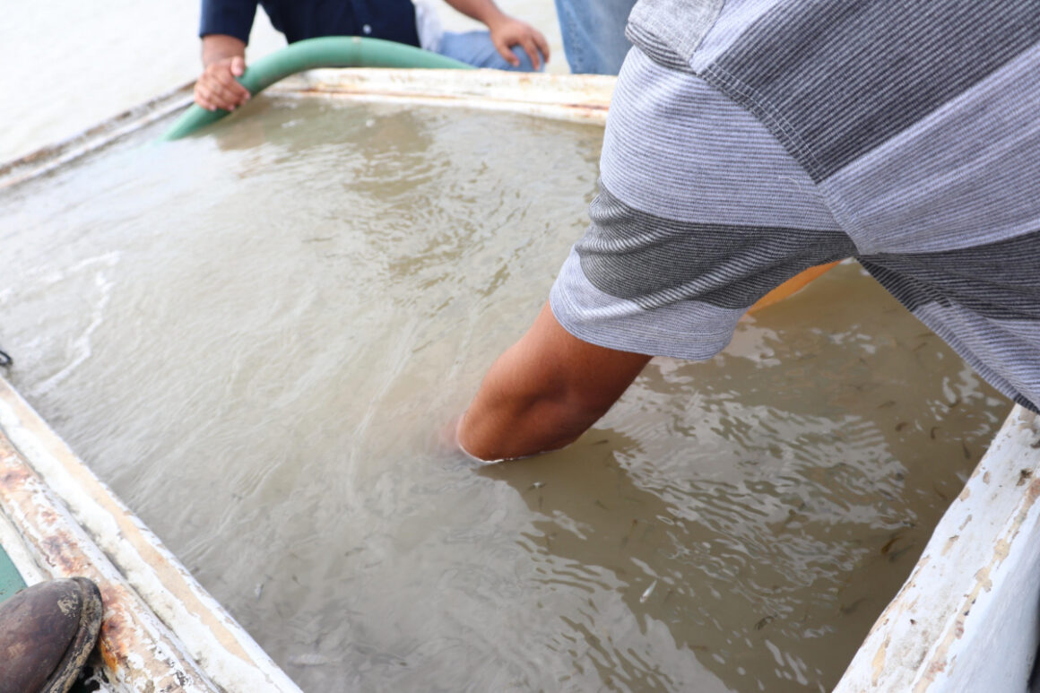 TAM-086-2020.-Impulsa-Gobierno-de-Tamaulipas-producción-de-tilapia-en-presa-Falcón-1 Impulsa Gobierno de Tamaulipas producción de tilapia en presa Falcón