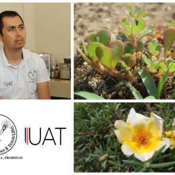 Evalúan el potencial nutricional de la verdolaga