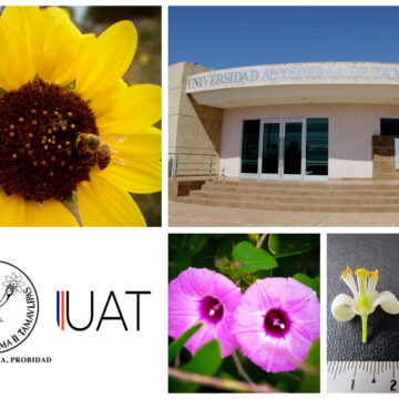 flora_apicola_14_07 Elabora UAT manual de la flora apícola de Tamaulipas