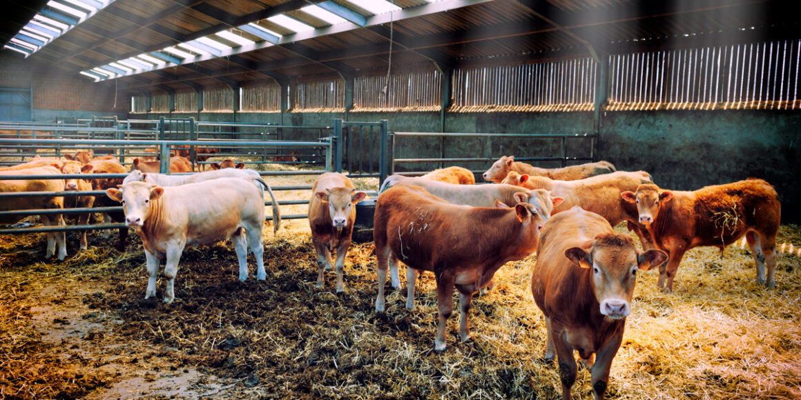 Bajó en Tamaulipas exportación ganadera