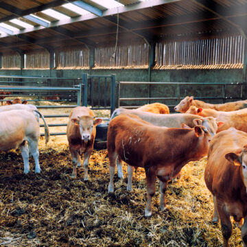 ganado-bovino-productor-carne-estabulado Bajó en Tamaulipas exportación ganadera