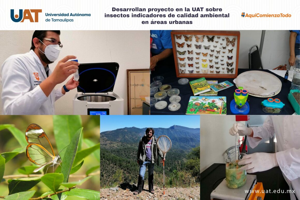 31 Desarrolla UAT proyecto sobre insectos indicadores de calidad ambiental en áreas urbanas