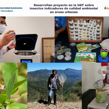 Desarrolla UAT proyecto sobre insectos indicadores de calidad ambiental  en áreas urbanas