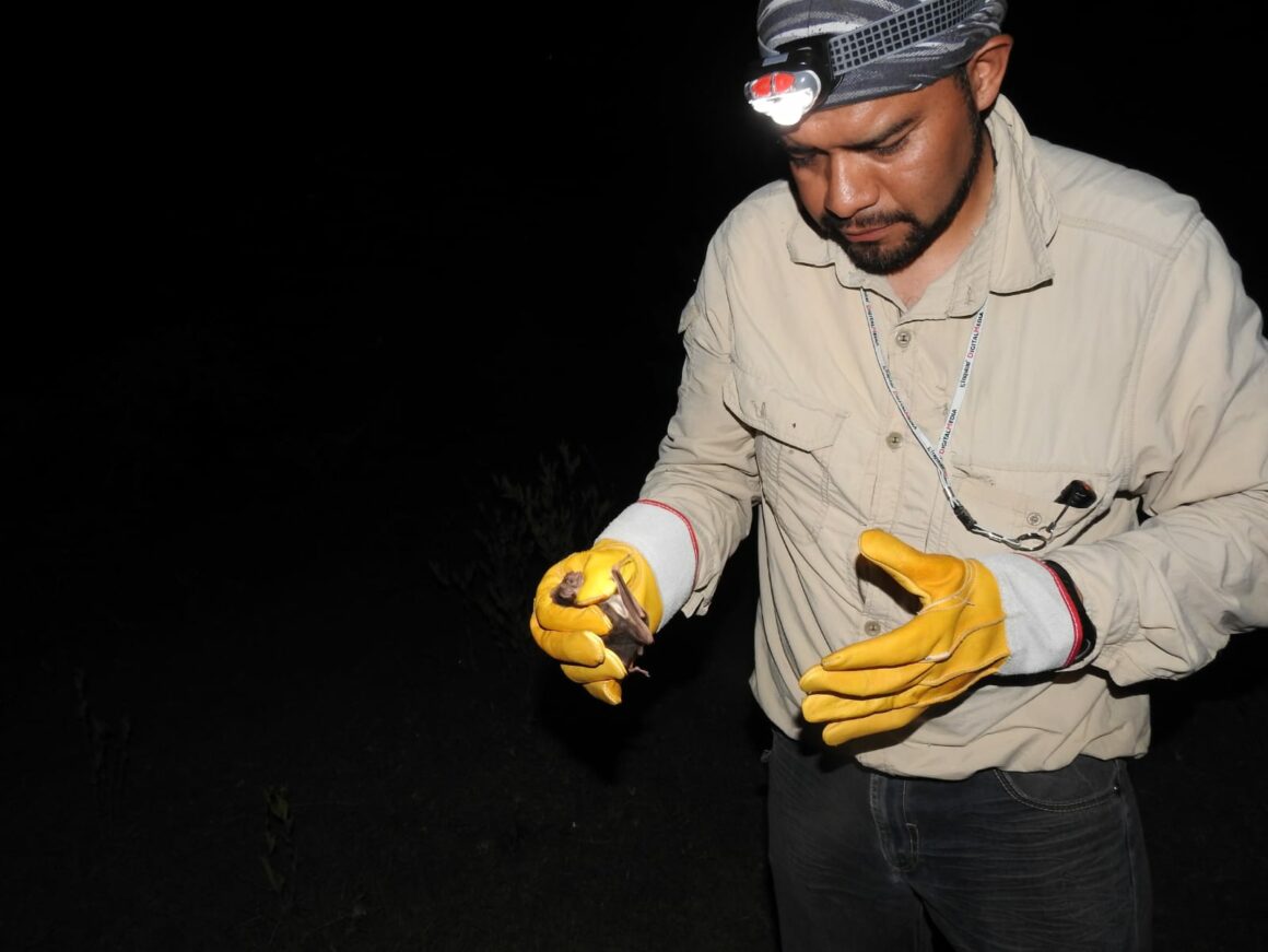 IMG-20230111-WA0002 Estudia UAT la importancia de los murciélagos en ecosistemas de Tamaulipas