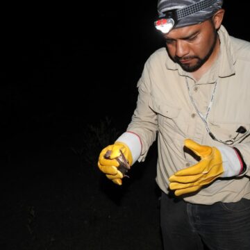 IMG-20230111-WA0002 Estudia UAT la importancia de los murciélagos en ecosistemas de Tamaulipas