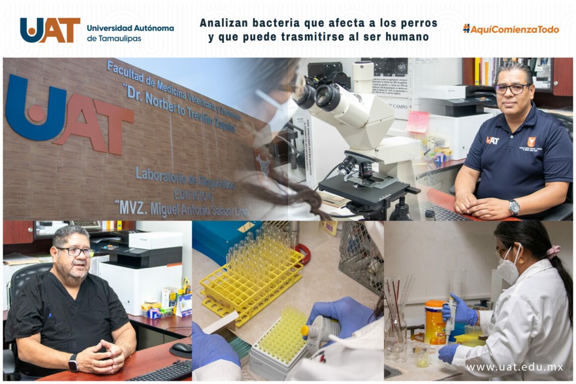 6-4 Analizan bacteria que afecta a los perros y que puede trasmitirse al ser humano