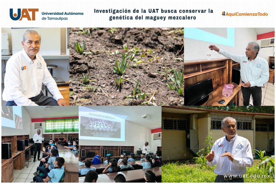 03-domingo Investigación de la UAT busca conservar la genética del maguey mezcalero
