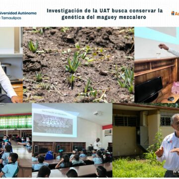 Investigación de la UAT busca conservar la genética del maguey mezcalero