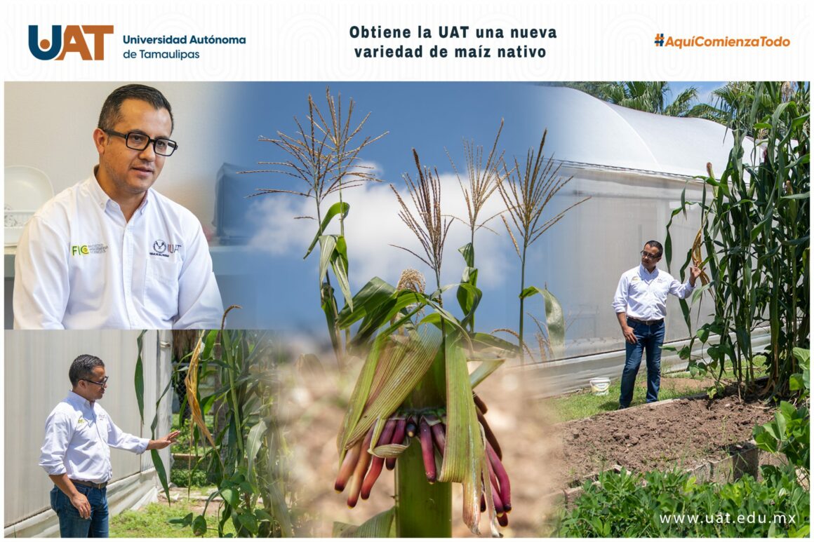28 (1) Obtiene la UAT una nueva variedad de maíz nativo