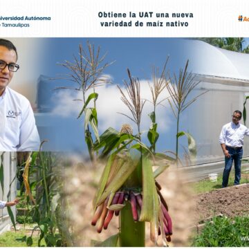 28 (1) Obtiene la UAT una nueva variedad de maíz nativo
