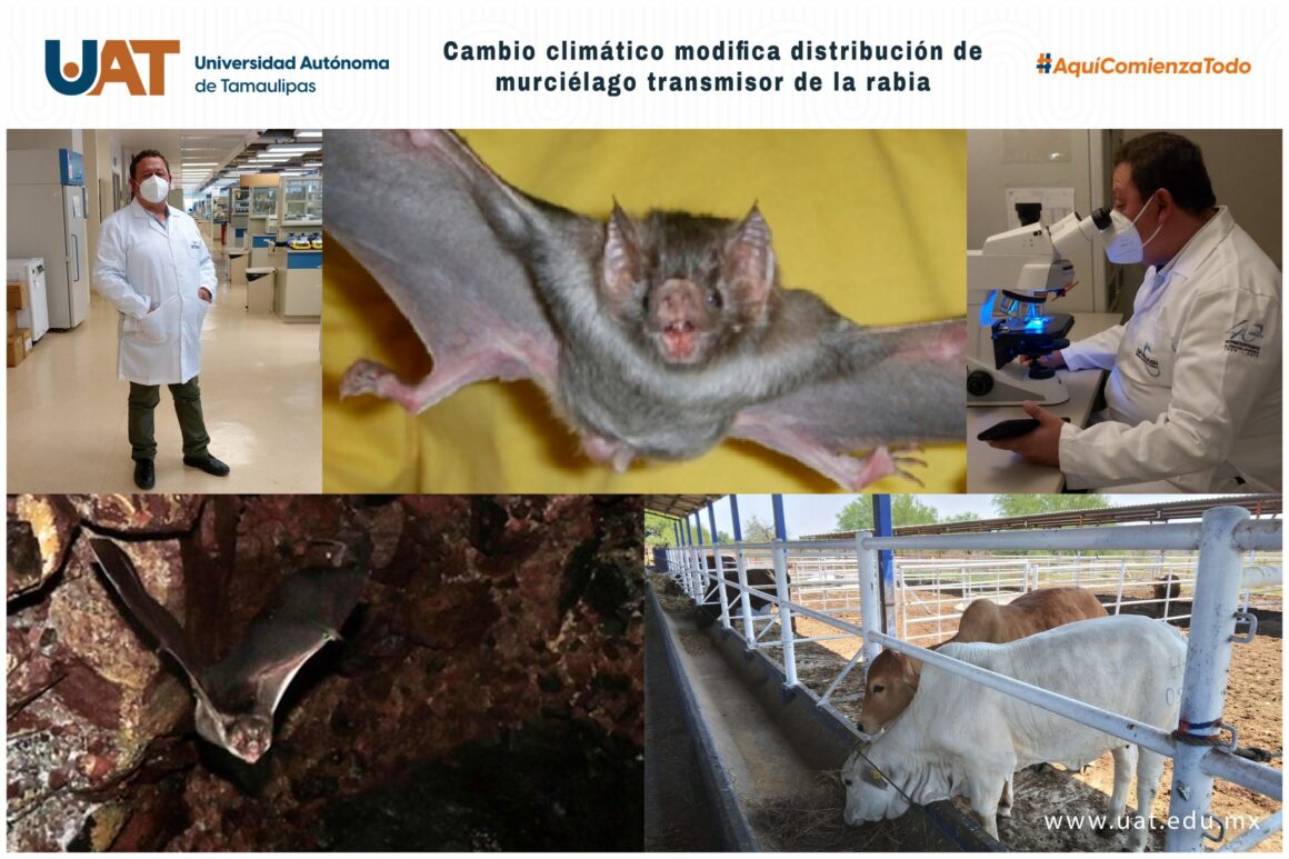 murcielagos Cambio climático modifica distribución de murciélago transmisor de la rabia