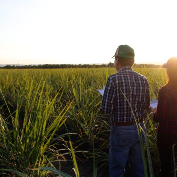 Desarrolla la UAT nuevas variedades de caña de azúcar en El Mante