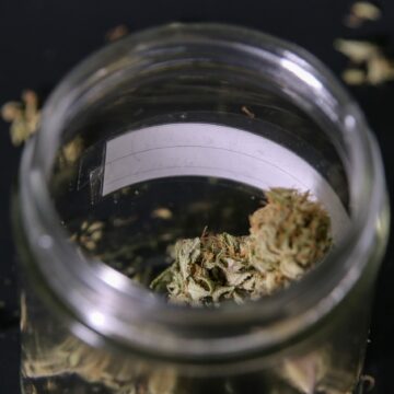 NotiPress - Cannabis Alan Cortés (NotiPress) Ohio buscará colocar la legalización de cannabis como tema en la boleta electoral