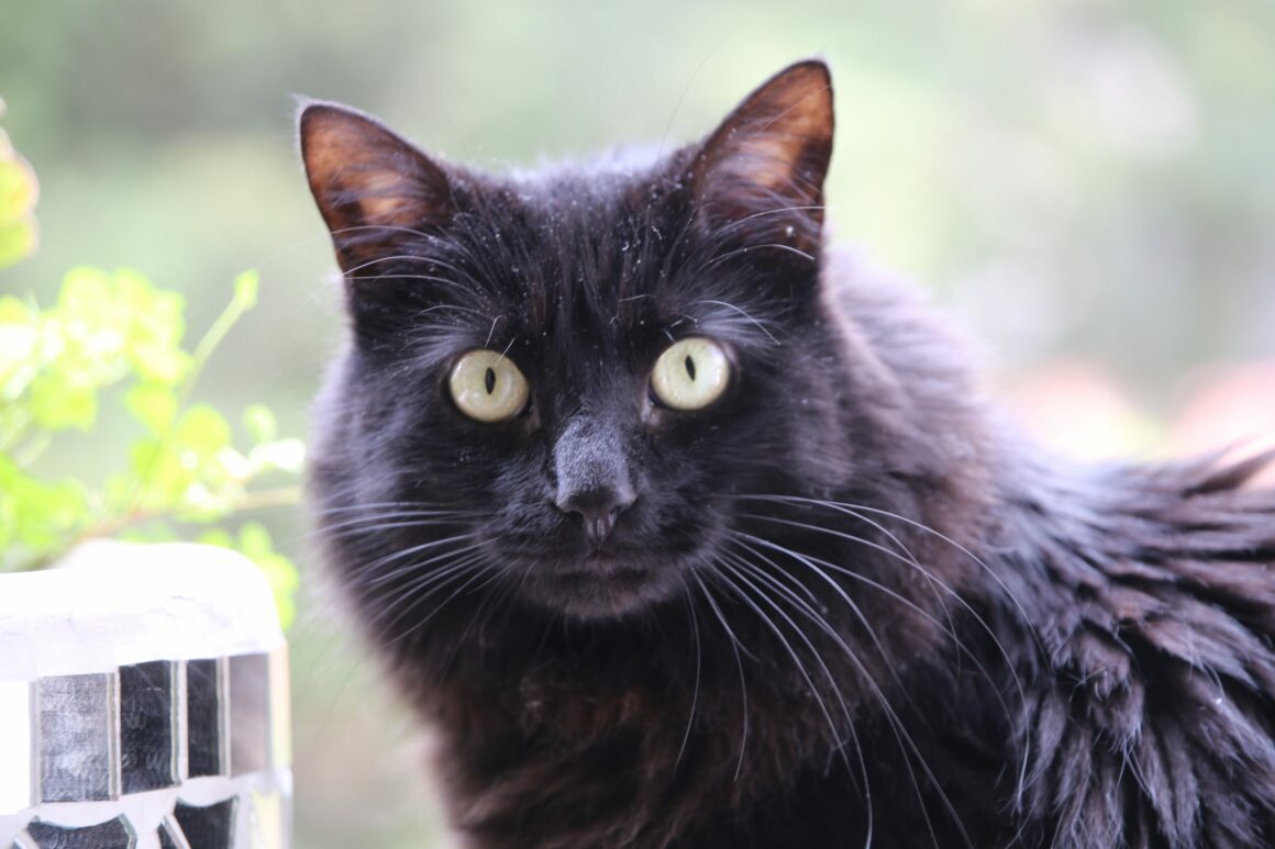 NotiPress - Gato negro Sergio F Cara (NotiPress) Día Internacional del Gato: destinos turísticos para amantes de los felinos