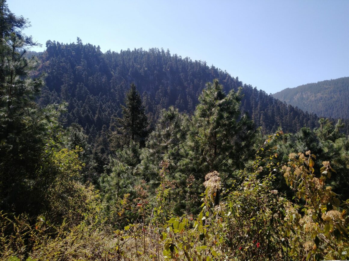 NotiPress - Bosque árboles Patricia Manero (NotiPress) Jornadas de reforestación en Veracruz: gobierno destina 9.5 millones de pesos