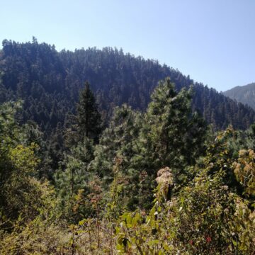 NotiPress - Bosque árboles Patricia Manero (NotiPress) Jornadas de reforestación en Veracruz: gobierno destina 9.5 millones de pesos