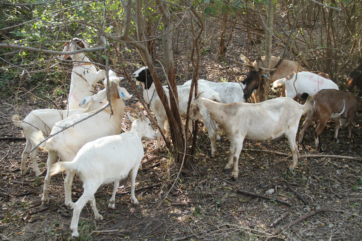 4 (2) Produce la UAT cabritos de calidad suprema