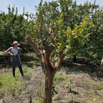 Desarrolla la UAT (3) Desarrolla la UAT un proyecto para evaluar los residuos contaminantes de agroquímicos en el suelo