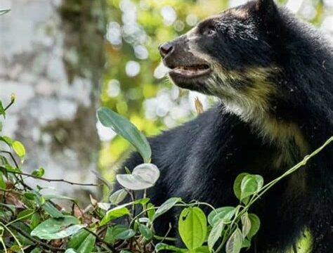 Buscan rehabilitar a dos osos andinos de Antioquia