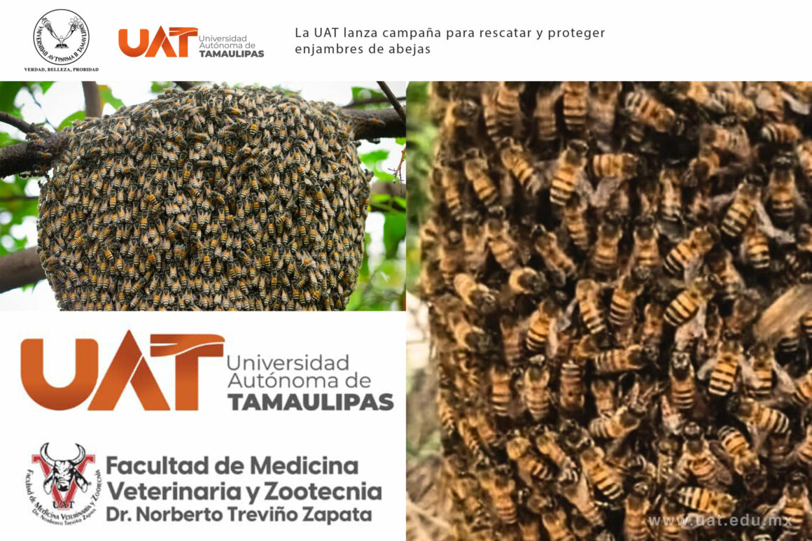 6. La UAT lanza campaña La UAT lanza campaña para rescatar y proteger enjambres de abejas
