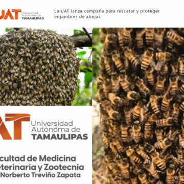 6. La UAT lanza campaña La UAT lanza campaña para rescatar y proteger enjambres de abejas