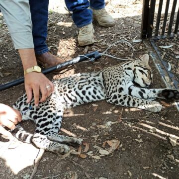 Realiza la UAT un estudio para la protección del ocelote en Tamaulipas