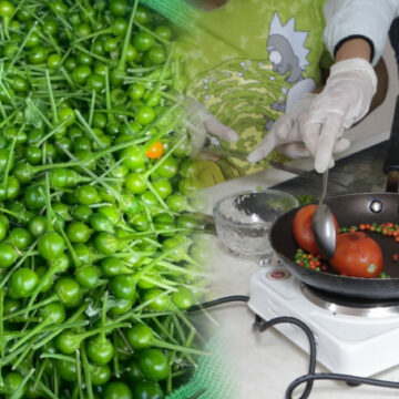 1 (10) La UAT impulsa la preservación del chile piquín como símbolo de identidad regional